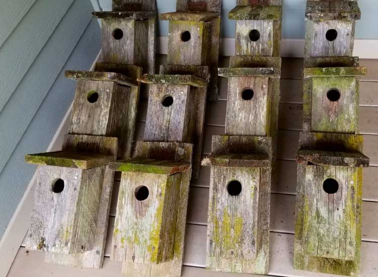 Nest Box Project | RAINIER AUDUBON SOCIETY