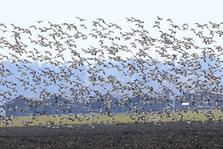 Winter Wings Festival in Klamath Falls, Oregon RAINIER AUDUBON SOCIETY