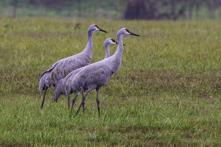 Sandhill Cranes of Homer, Alaska | RAINIER AUDUBON SOCIETY