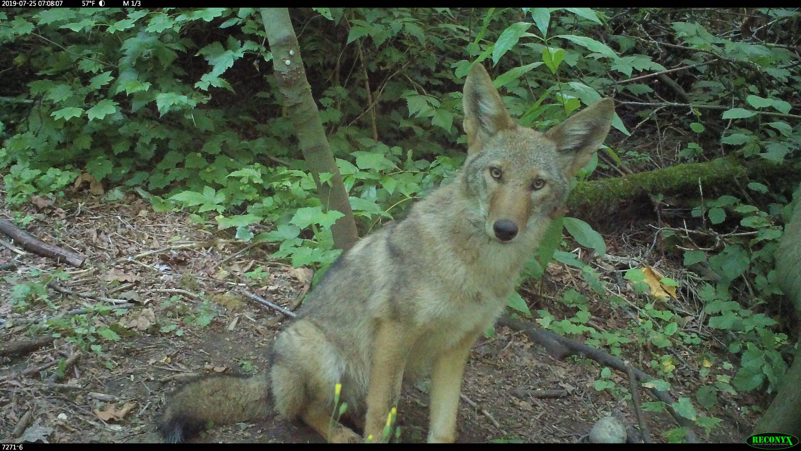 Seattle Urban Carnivore Project | RAINIER AUDUBON SOCIETY