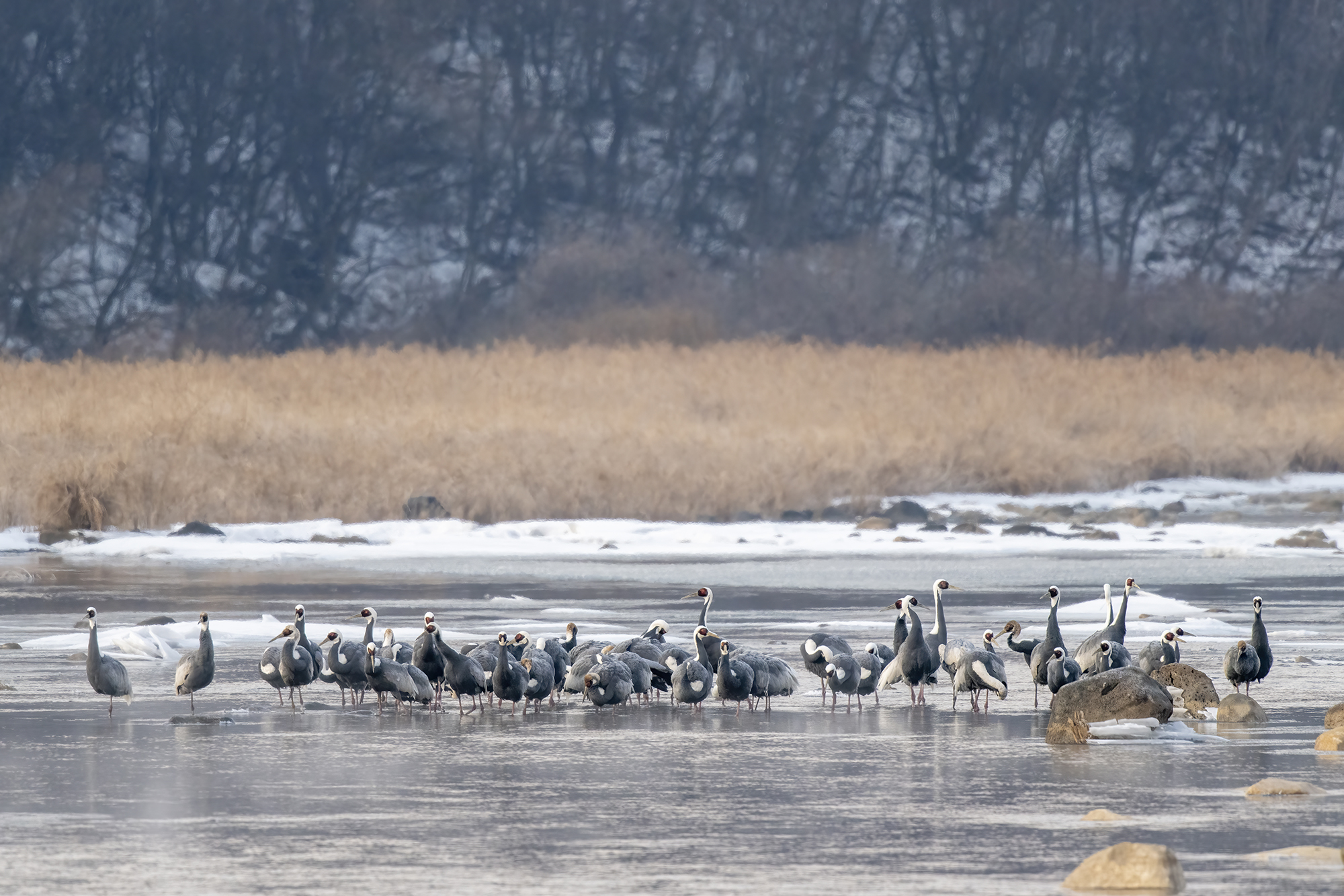 Bird Photograph in the Land of the Morning Calm | RAINIER AUDUBON SOCIETY