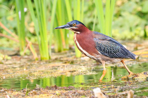 Conversations With Secretive Birds And What We've Learned 