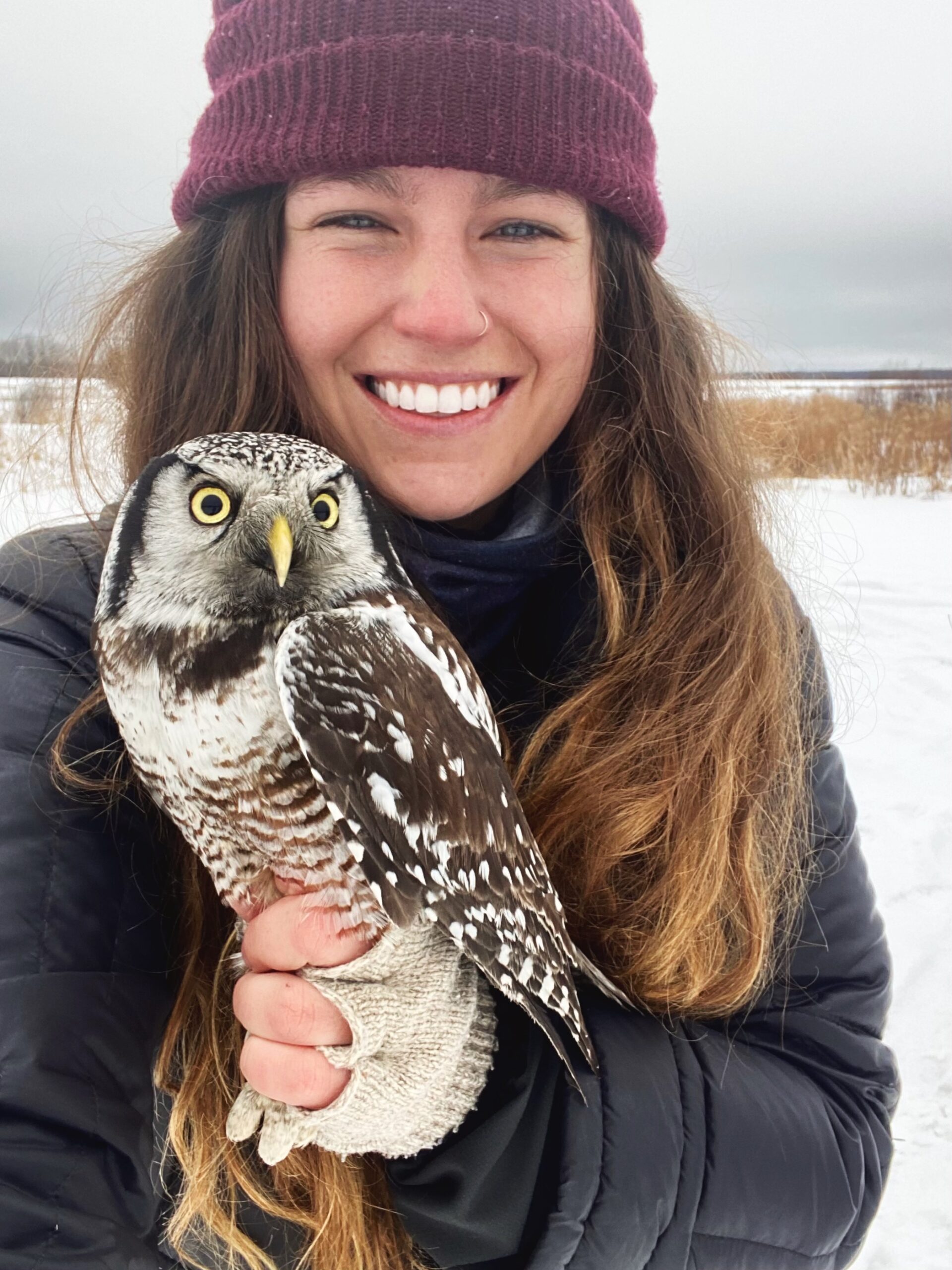 The Northern Hawk Owl Project – Insights into the Movements of an ...