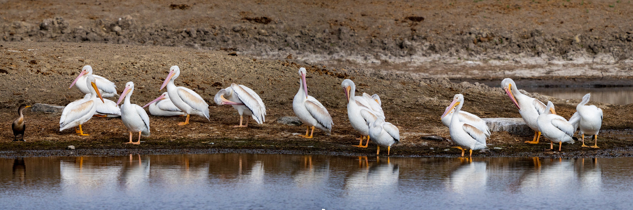 White Pelicans at Malheur NWR