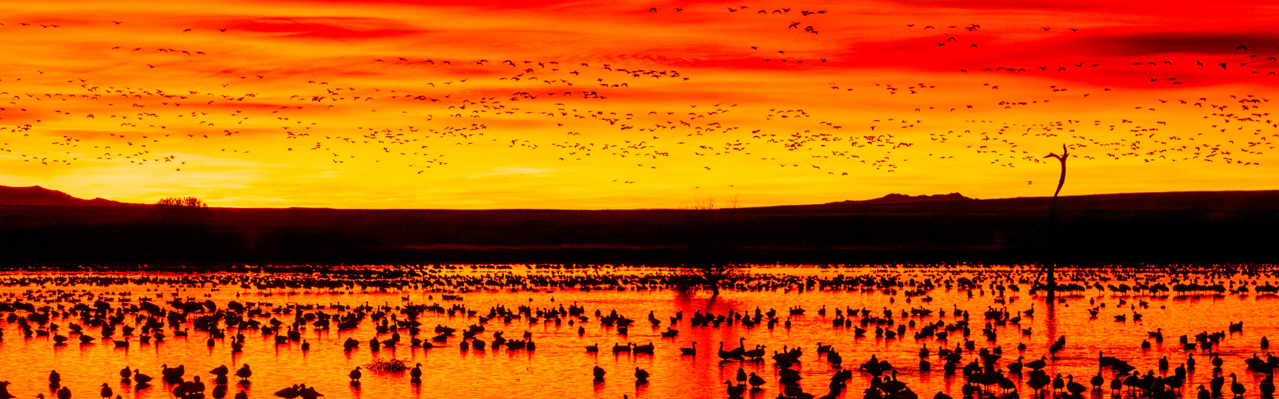 Bosque del Apache - Dec 2008