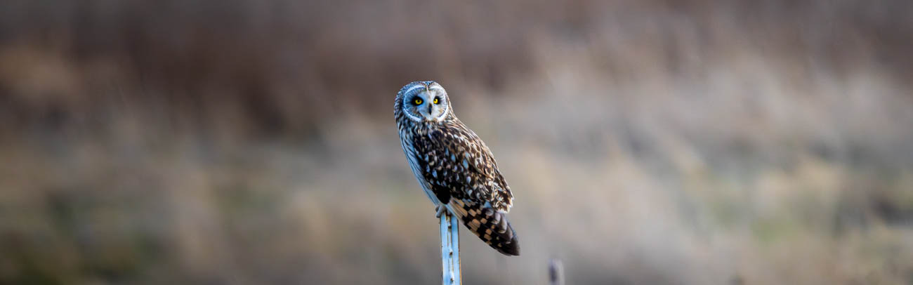 Short-eared Owl