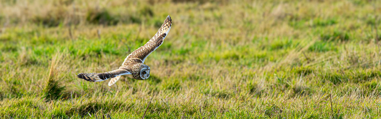 Short-eared Owl