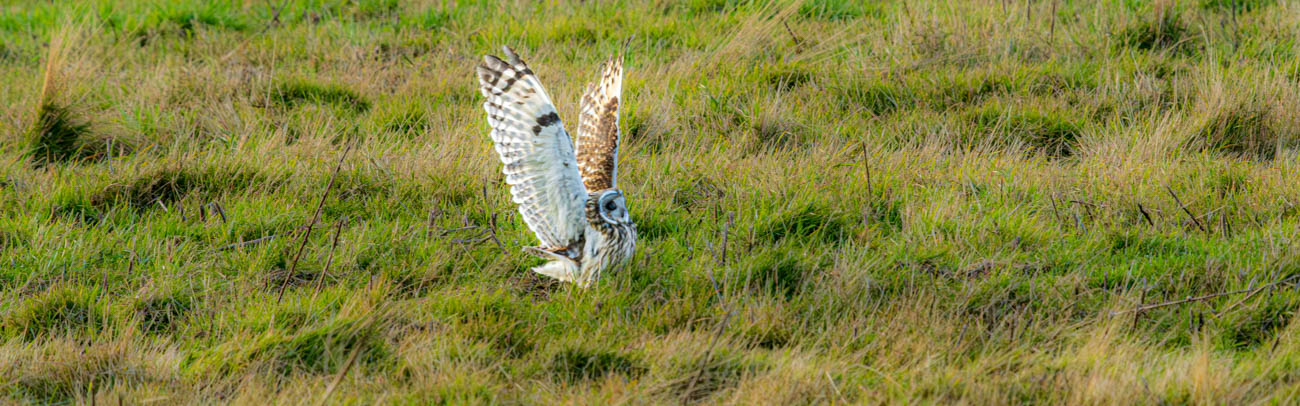 Short-eared Owl