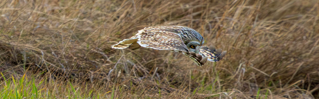 Short-eared Owl