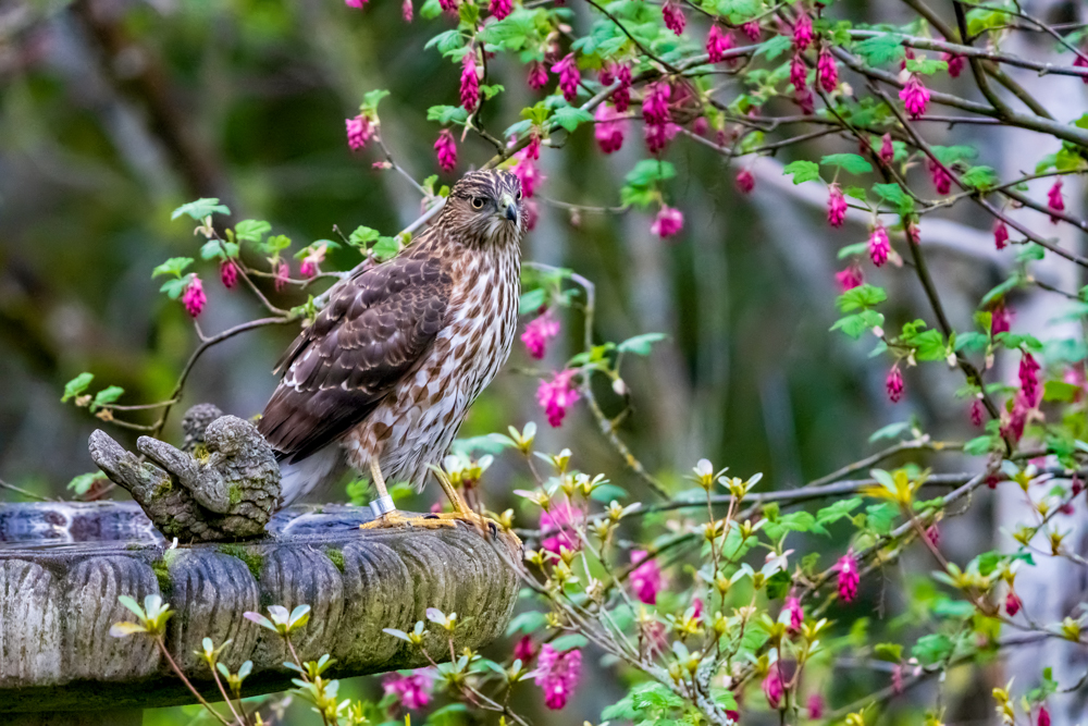 Hello Fall Birds Fall Color and Fall Birds | RAINIER AUDUBON SOCIETY