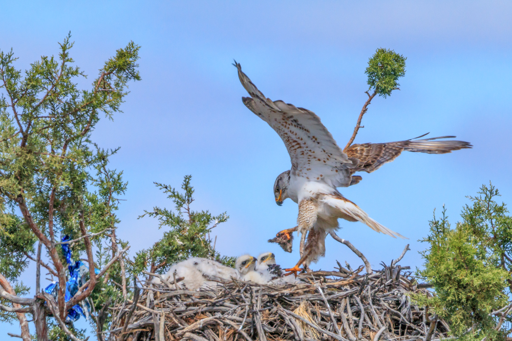 Welsh Hawk Ecology of Our Endangered “Regal” Hawk | RAINIER AUDUBON SOCIETY