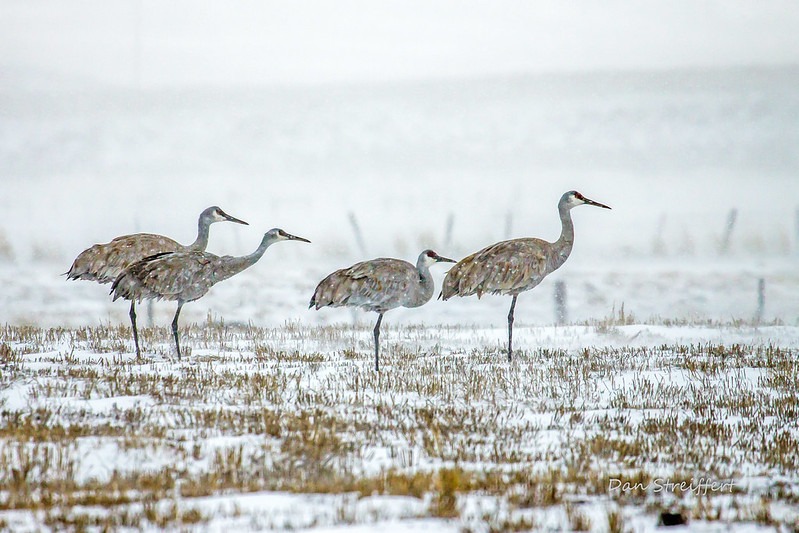 Migrating Sandhill Cranes