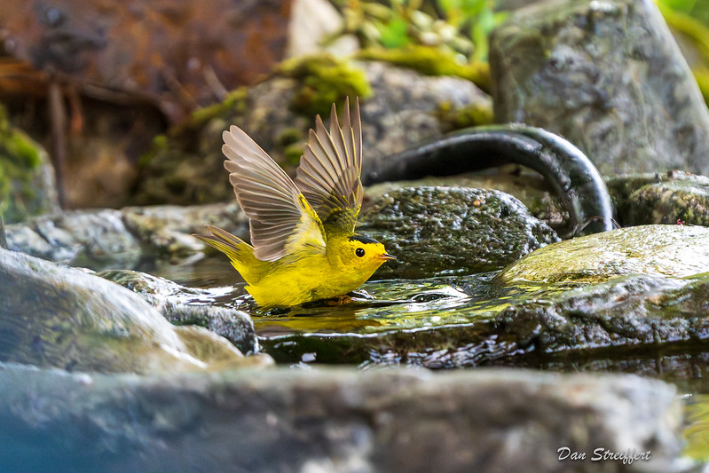 Wilson's Warbler
