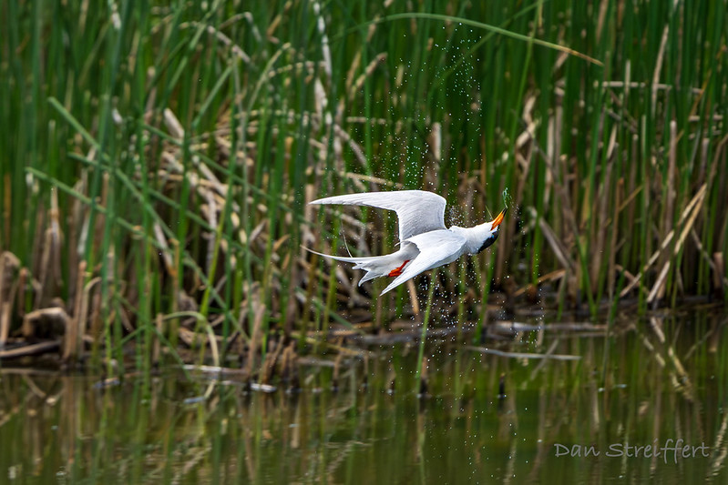 Forester's Tern at Malheur NWR
