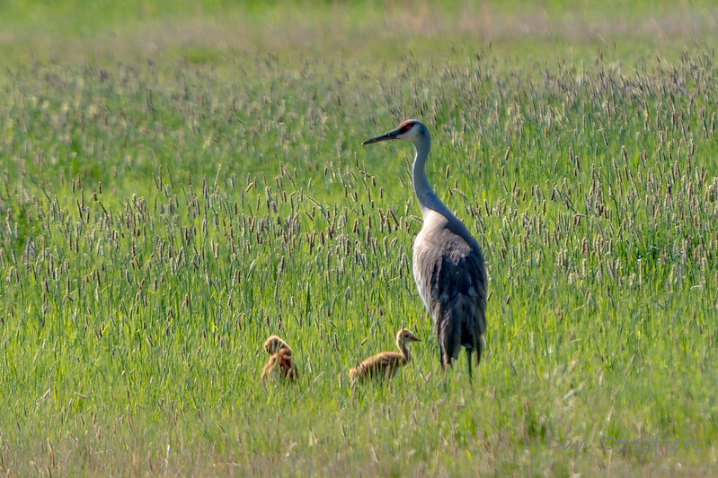 Sandhill Cranes at Malheur NWR